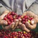 Productores piden inversión pública para salvar caficultura dominicana