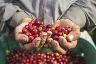 Productores piden inversión pública para salvar caficultura dominicana