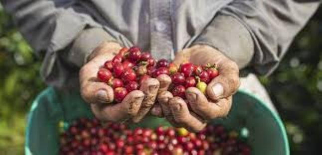 Productores piden inversión pública para salvar caficultura dominicana