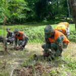 Fuerzas Armadas siembran 100 mil árboles en reforestación nacional